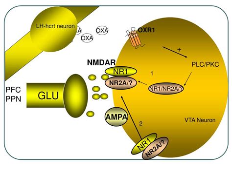 Ppt Orexinhypocretin Enhances Synaptic Strength In Vta Dopamine