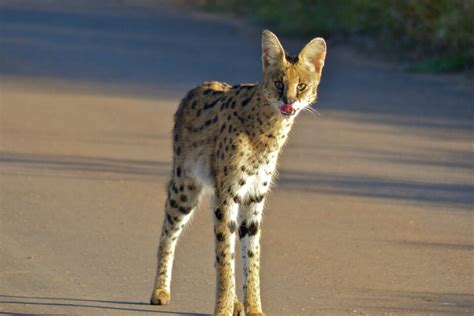 Val de Marne un serval détenu illégalement retrouvé blessé