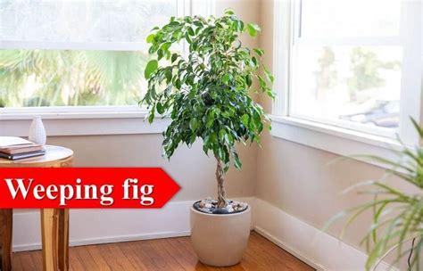 Dazzling 15 Indoor Plants for Oxygen That Boost Your Health