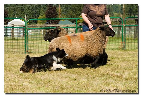 Mini Aussie Herding Sporting Dogs Border Collie Mini Aussie