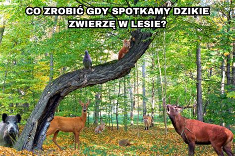 Las Siła w naturze