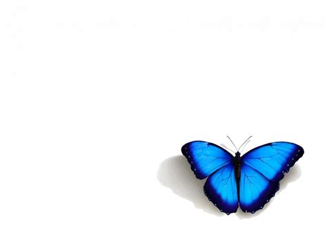 Blue Butterfly Wallpapers - Top Free Blue Butterfly Backgrounds ...