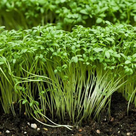 Cress Seeds Ireland Organic Vegetable Garden Seeds Lepidium Seed