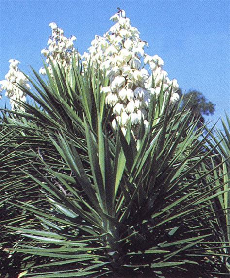 yucca. | Yucca, Yucca plant, Plants