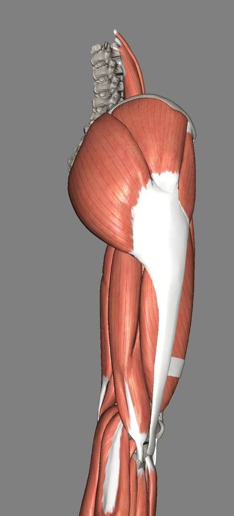 M Sculos Extremidad Inferior Femur Lateral Diagram Quizlet