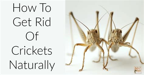 How To Get Rid Of Crickets Naturally Hybrid Rasta Mama