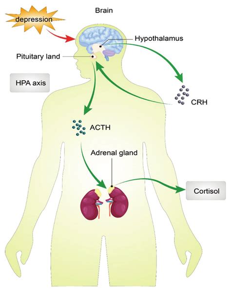 Hypothalamus Pituitary Adrenal Axis Hpa Axis Dysfunction Is One Of Download Scientific