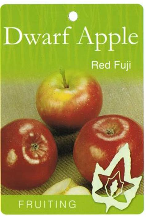 Dwarf Apple Red Fuji Tree