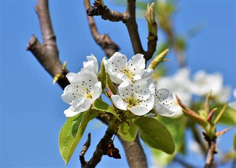 Arbre Fleur Bourgeons Direction Photo Gratuite Sur Pixabay Pixabay