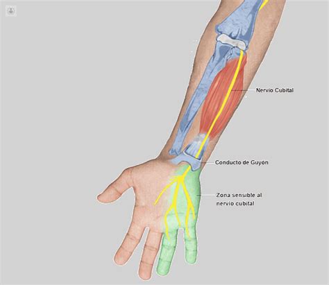 Anatomía Del Nervio Del Codo