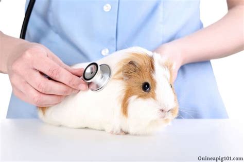 Why Is My Guinea Pig Coughing? (Causes & Remedies)