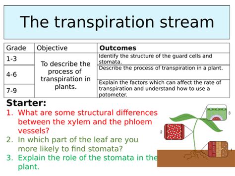 OCR GCSE (9-1) Biology - The transpiration stream | Teaching Resources