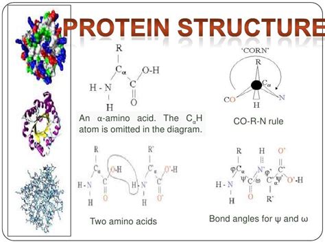 Fajarv: Protein Structure And Function Pdf