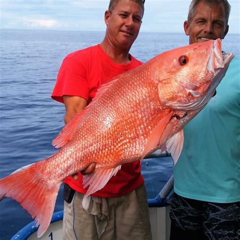 How To Catch Big Red Snapper Like A Boss Video