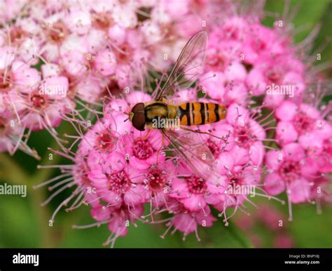 Marmalade Hoverfly Episyrphus Balteatus Syrphidae Diptera