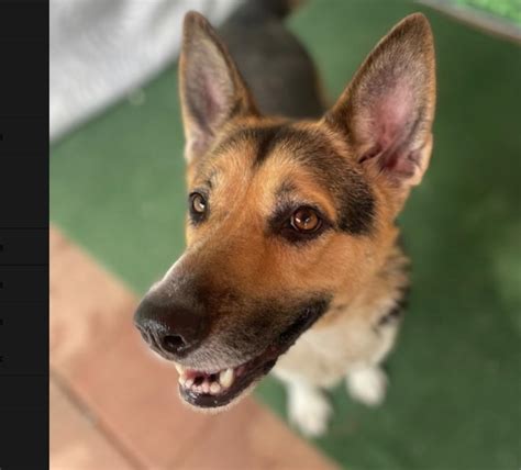 Dog For Adoption Trixi A German Shepherd Dog In Virginia Beach Va