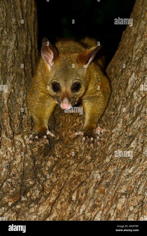 Common Brushtail Possum Trichosurus Vulpecula Adult In Tree At Night