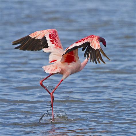 Details Lesser Flamingo Birdguides