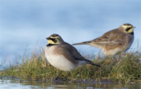 Shore Lark A Birdwatchers Guide John R Cammidge