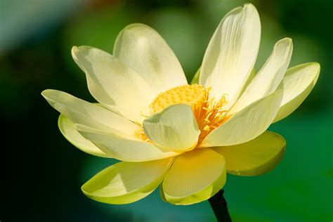 Yellow Lotus, photo files, #1486923 - FreeImages.com