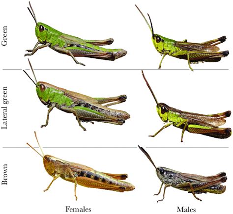 The Three Main Color Morphs Of The Adult Meadow Grasshopper Download Scientific Diagram