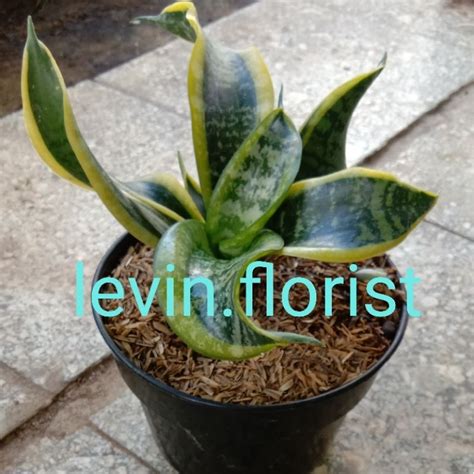 Jual Sansevieria Twister Sansivieria Sansivera Lidah Mertua Bibit