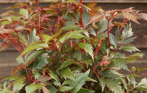 Fanal Astilbe - Kiwi Nurseries