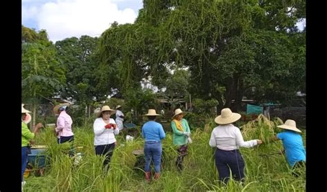 Privadas De Libertad Realizan Cosecha De Arroz Para Su Consumo Día A Día