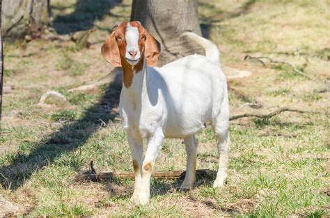 Boer Goat Animal Facts - Capra hircus - A-Z Animals