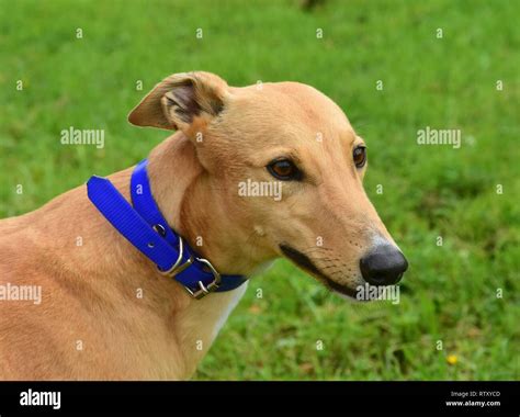 Brown Greyhound Dog