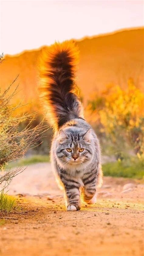 Beautyful Cat Cat Memes Cat Lovers Gorgeous Cats