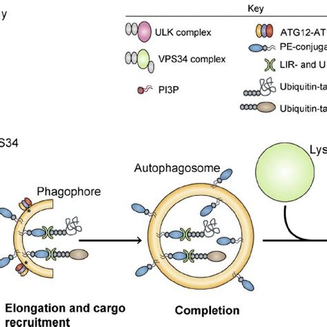 Protective Roles Of Autophagy In Neurodegenerative And Infectious