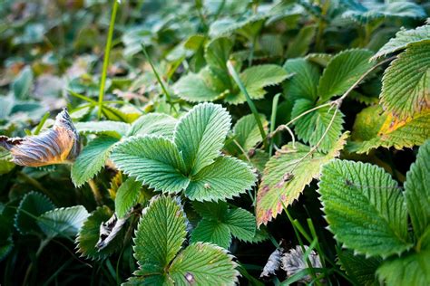 Walderdbeeren Standort Pflanzung Und Verwendung Gartenflora