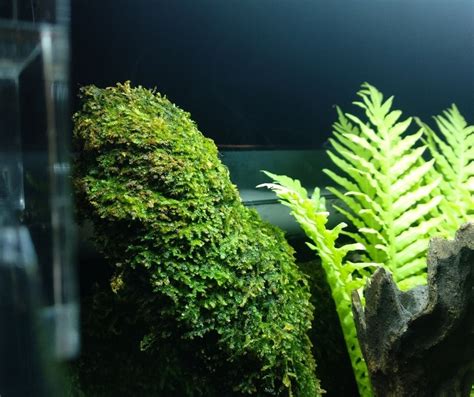 How To Plant Hornwort In Gravel Our Aquariums