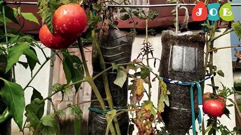 Tomato Plant In Plastic Bottle Ii Best Method To Grow Tomato Plant In