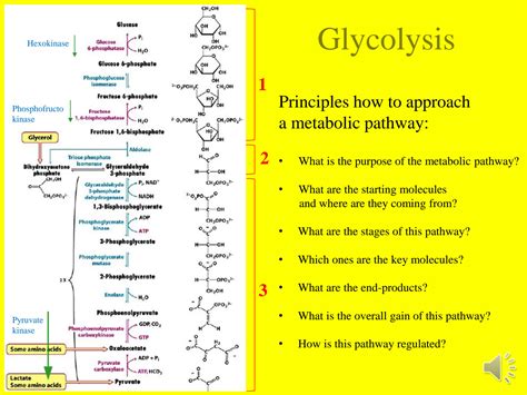 Solution Bio Lecture Glycolysis Studypool