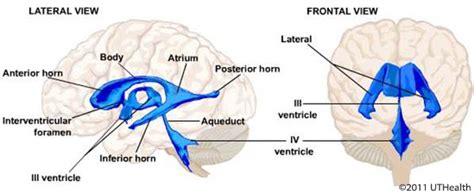 Neuroanatomy Online An Open Access Electronic Laboratory For The