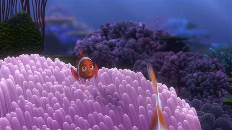 Finding Nemo Coral Death