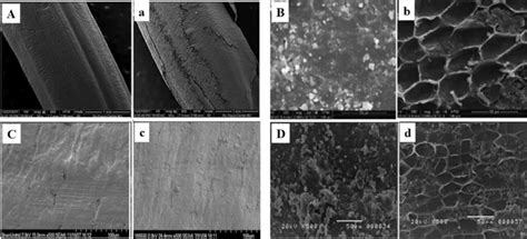 Scanning Electron Microscopy Micrographs Of Rice Grain Before A D And