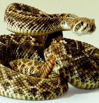 Investigadores españoles caracterizan el veneno de una serpiente de ...