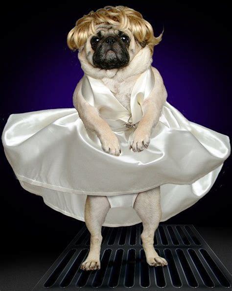 28 best Pug Halloween Costumes images on Pinterest | Pug costume, Dog ...