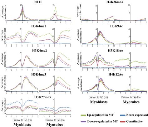 Genome Wide Remodeling Of The Epigenetic Landscape During Myogenic