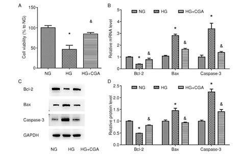 Effects Of Chlorogenic Acid Cga On Cell Viability And The Expression