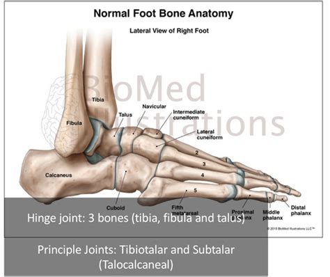 Msk Ankle Foot Flashcards Quizlet