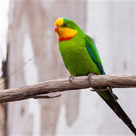 Why is the Superb Parrot endangered? - DIY Seattle