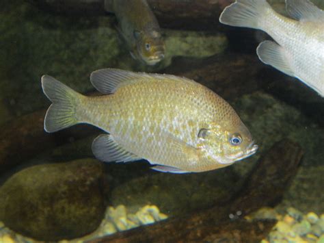 The Online Zoo - Bluegill