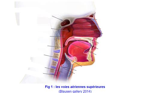 Diagramme De Le Syst Me Respiratoire Quizlet