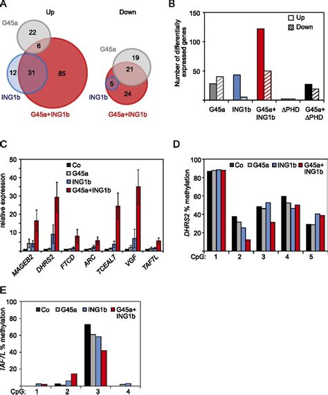 Ing1 Functions In Dna Demethylation By Directing Gadd45a To H3k4me3