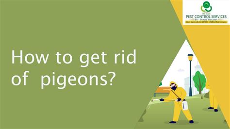 How To Get Rid Of Pigeons By Pestcontroljaipur Issuu