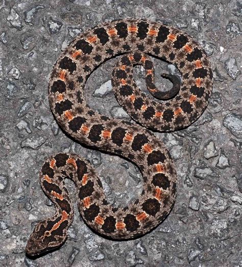 Dusky Pigmy Rattlesnake Sistrurus Miliarius Barbouri Flickr